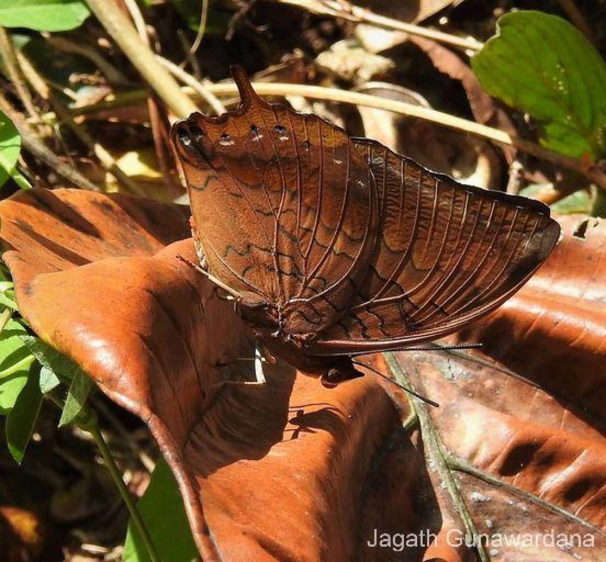 Charaxes psaphon Westwood, 1848